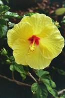 Street flowers in Honolulu...so perfect they don't look real.